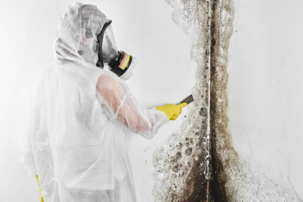 Best Home Mold Removal  in St Marys, WV