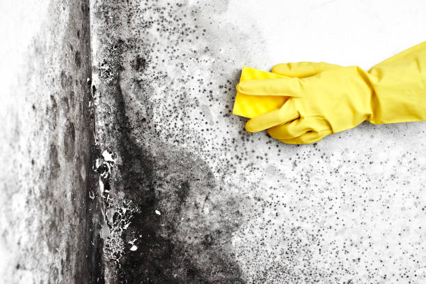 Best Residential Mold Removal  in St Marys, WV