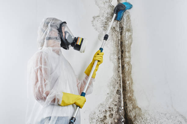 Best Toxic Mold Removal  in St Marys, WV