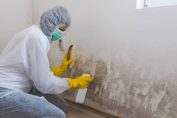 Best Attic Mold Removal  in St Marys, WV