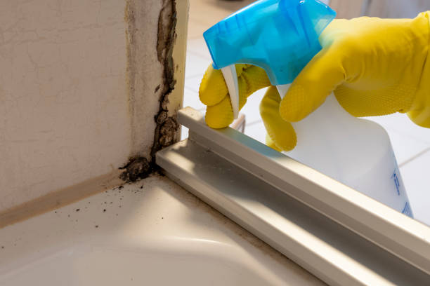 Best Emergency Mold Removal  in St Marys, WV