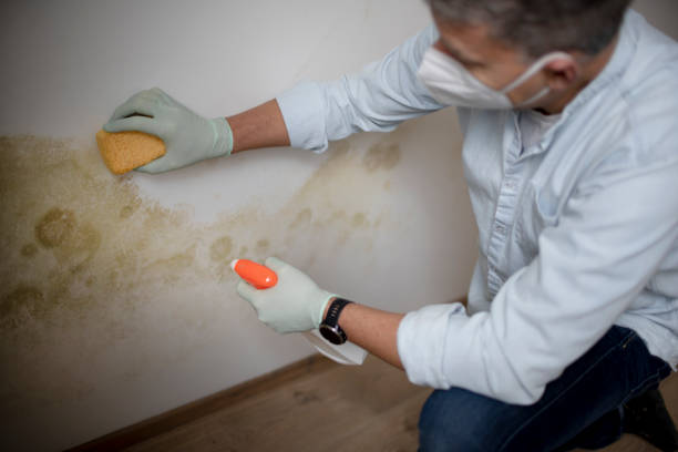 Best Mold Removal Company Near Me  in St Marys, WV