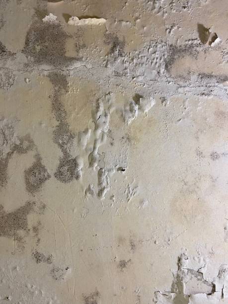 Best Mold Removal Company Near Me  in St Marys, WV