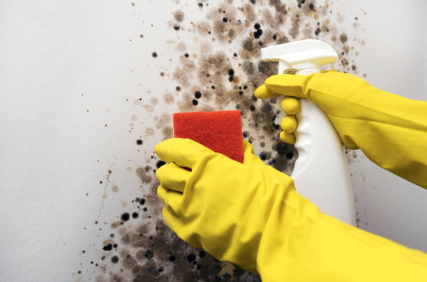 Best Black Mold Removal  in St Marys, WV