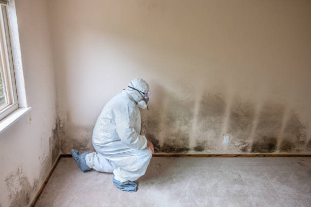 Best Mold Damage Repair  in St Marys, WV