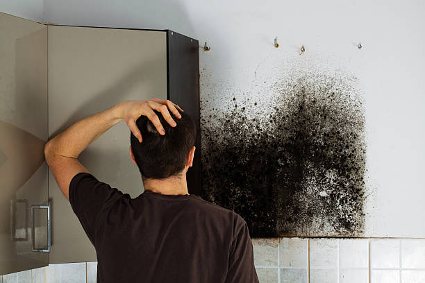 Best Attic Mold Removal  in St Marys, WV