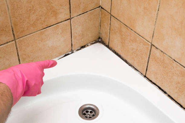 Best Affordable Mold Removal  in St Marys, WV